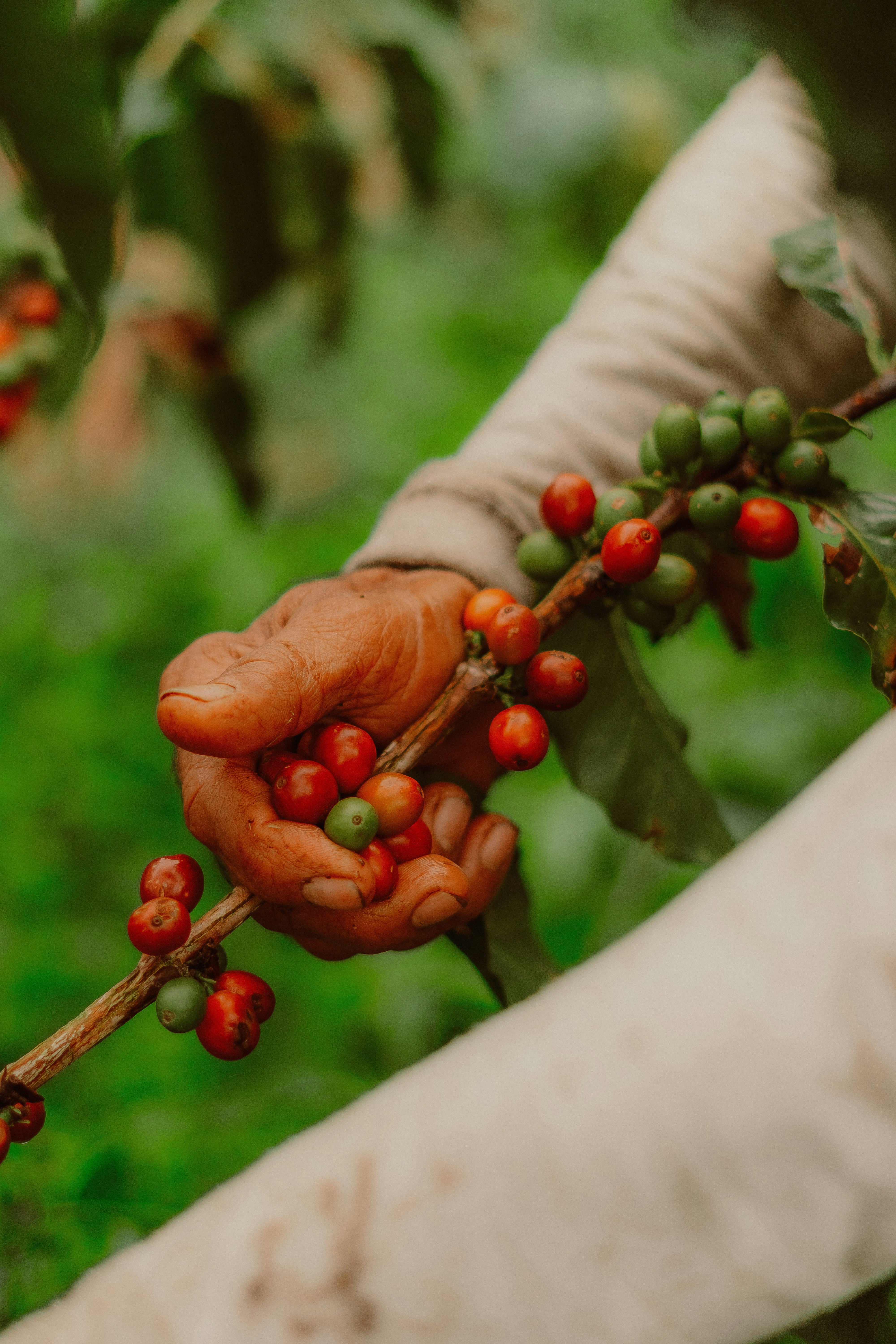 Whiteout Blend – Dandy Lion Coffee