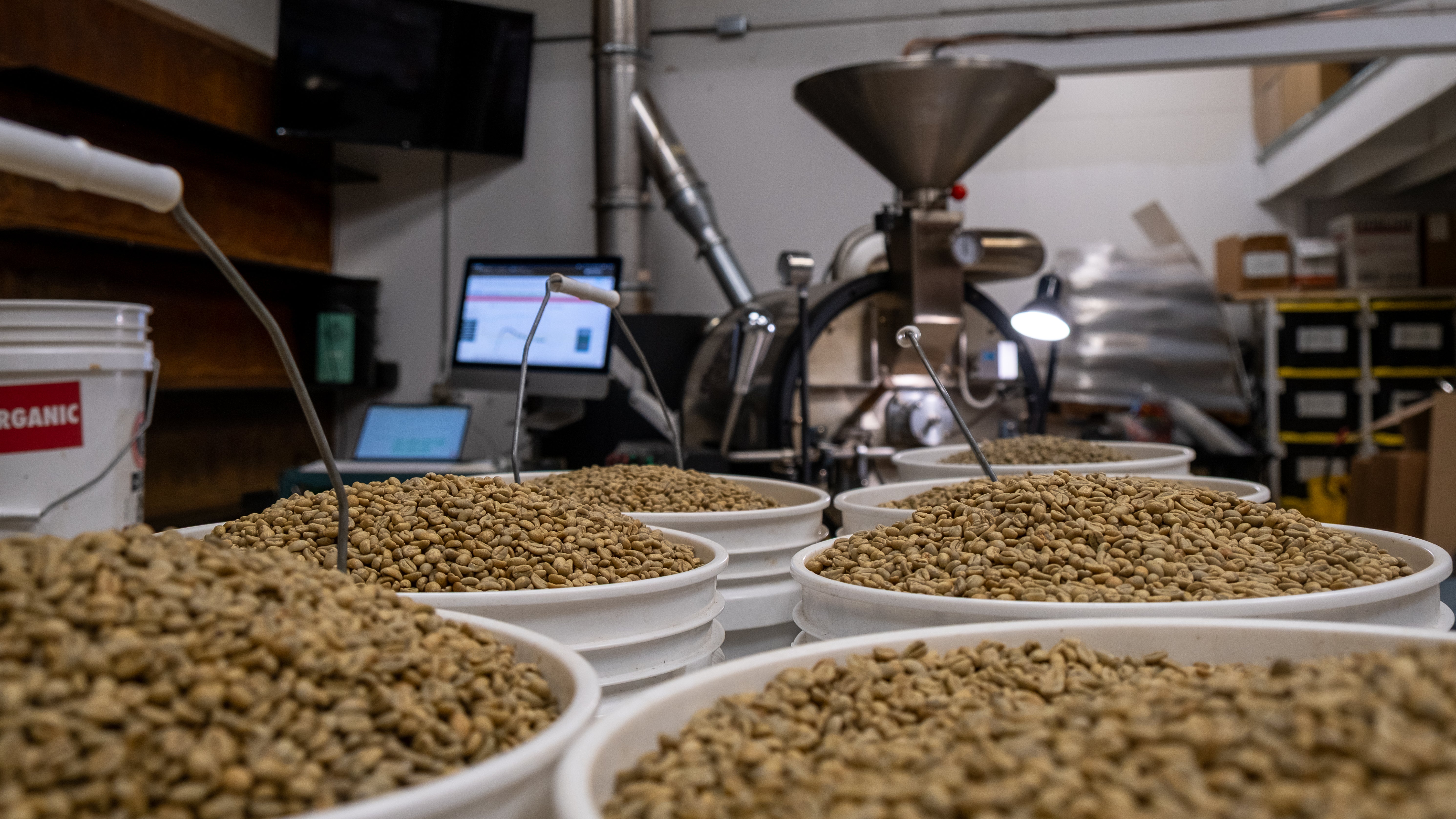 All Coffee – Dandy Lion Coffee